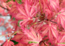 Acer palmatum 'Taylor' - Érable du Japon