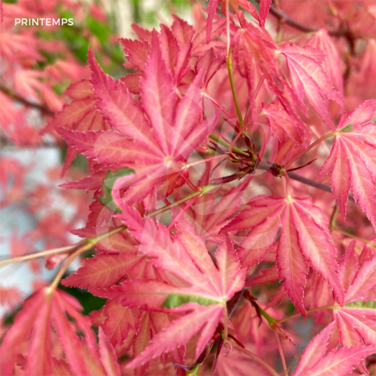 Acer palmatum 'Taylor' - Érable du Japon