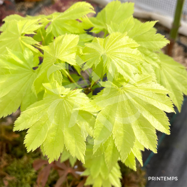 Acer shirasawanum 'Kinkakure' - Érable du Japon