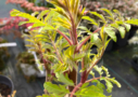 Sumac de Virginie Tiger Eyes - Rhus typhina