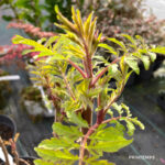 Sumac de Virginie Tiger Eyes - Rhus typhina