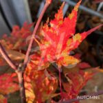 Acer palmatum 'Amber Ghost' - Érable du Japon