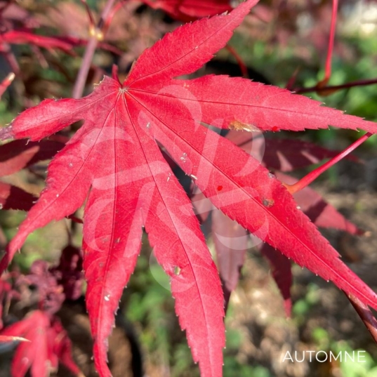 Acer palmatum 'Bloodgood' - Érable du Japon