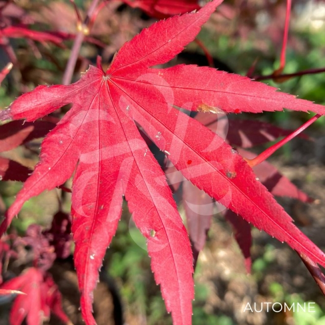 Acer palmatum 'Bloodgood' - Érable du Japon