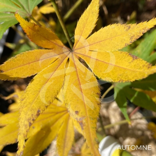 Acer palmatum 'Kogane Nishiki' - Érable du Japon