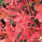 Acer palmatum 'Skeeter's Broom' - Érable du Japon