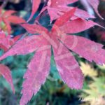 Acer palmatum 'Skeeter's Broom' - Érable du Japon