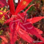 Acer palmatum 'Skeeter's Broom' - Érable du Japon