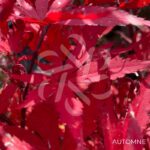 Acer palmatum 'Skeeter's Broom' - Érable du Japon