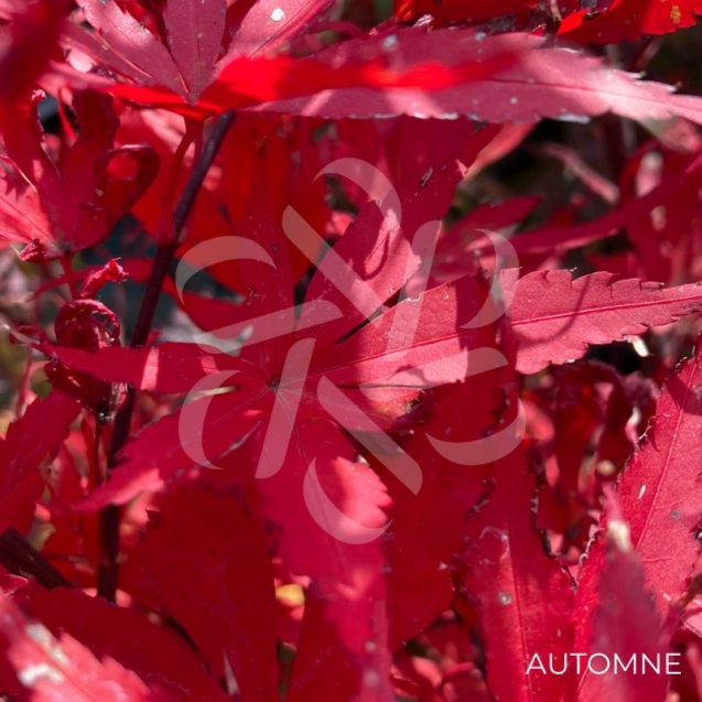 Acer palmatum 'Skeeter's Broom' - Érable du Japon