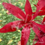 Acer palmatum 'Twombly's Red Sentinel' - Érable du Japon