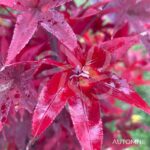 Acer palmatum 'Twombly's Red Sentinel' - Érable du Japon