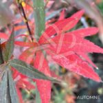 Acer palmatum 'Twombly's Red Sentinel' - Érable du Japon