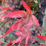 Acer palmatum 'Twombly's Red Sentinel' - Érable du Japon