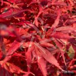 Acer palmatum 'Twombly's Red Sentinel' - Érable du Japon