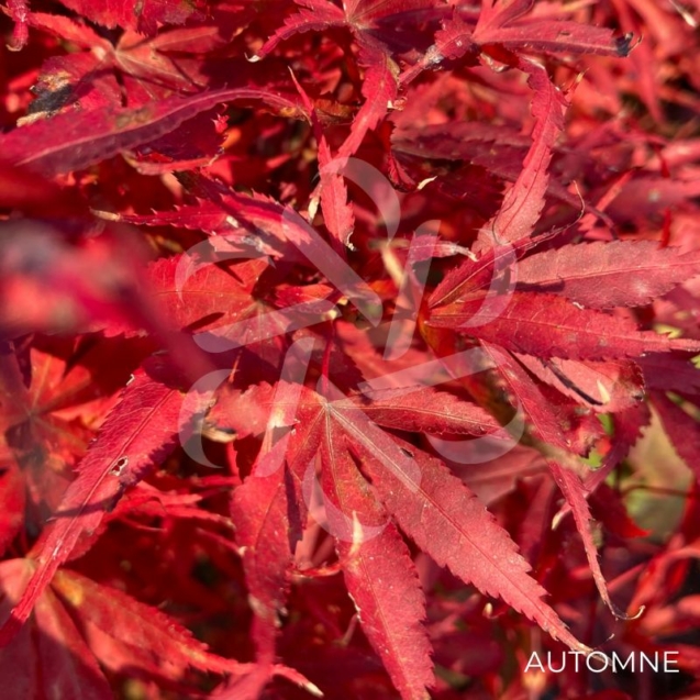 Acer palmatum 'Twombly's Red Sentinel' - Érable du Japon