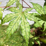 Acer palmatum 'Amber Ghost' - Érable du Japon