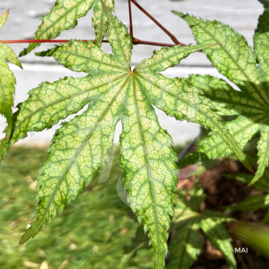 Acer palmatum 'Amber Ghost' - Érable du Japon