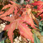 Acer palmatum 'Amber Ghost' - Érable du Japon