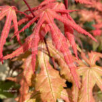 Acer palmatum 'Amber Ghost' - Érable du Japon