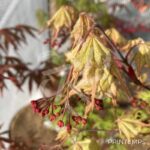 Acer palmatum 'Amber Ghost' - Érable du Japon