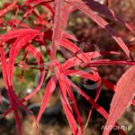 Acer palmatum 'Atrolineare' - Érable du Japon