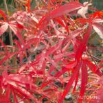 Acer palmatum 'Atrolineare' - Érable du Japon