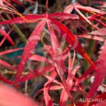 Acer palmatum 'Atrolineare' - Érable du Japon