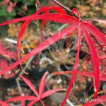 Acer palmatum 'Atrolineare' - Érable du Japon