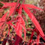 Acer palmatum 'Atrolineare' - Érable du Japon