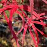 Acer palmatum 'Atrolineare' - Érable du Japon