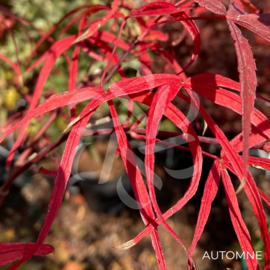Acer palmatum 'Atrolineare' - Érable du Japon