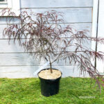 Acer palmatum 'Atrolineare' - Érable du Japon