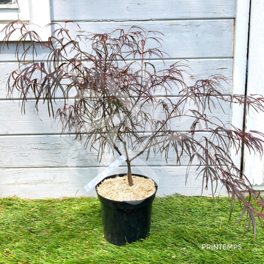 Acer palmatum 'Atrolineare' - Érable du Japon