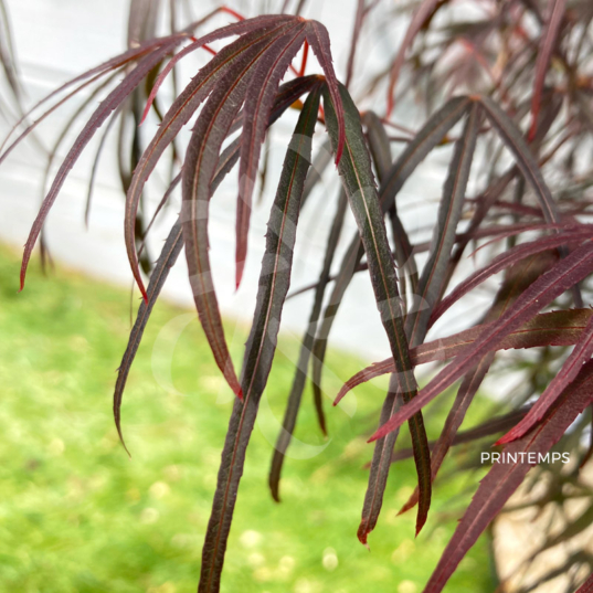 Acer palmatum 'Atrolineare' - Érable du Japon