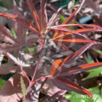 Acer palmatum 'Atrolineare' - Érable du Japon