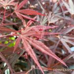 Acer palmatum 'Atrolineare' - Érable du Japon