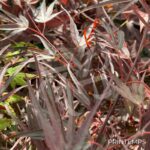 Acer palmatum 'Atrolineare' - Érable du Japon