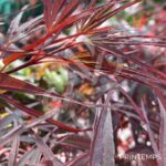 Acer palmatum 'Atrolineare' - Érable du Japon