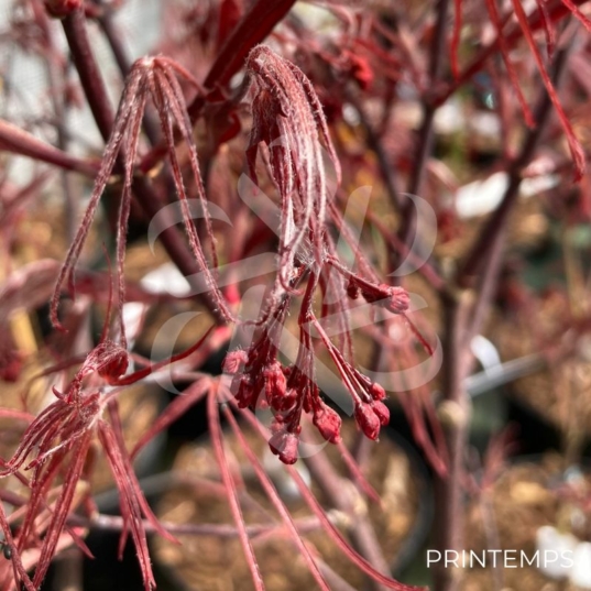Acer palmatum 'Atrolineare' - Érable du Japon