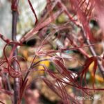 Acer palmatum 'Atrolineare' - Érable du Japon