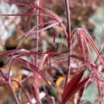 Acer palmatum 'Atrolineare' - Érable du Japon