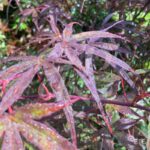 Acer palmatum 'Atrolineare' - Érable du Japon