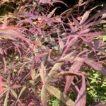 Acer palmatum 'Atrolineare' - Érable du Japon