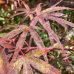 Acer palmatum 'Atrolineare' - Érable du Japon