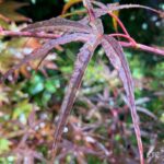 Acer palmatum 'Atrolineare' - Érable du Japon
