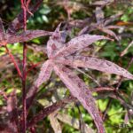 Acer palmatum 'Atrolineare' - Érable du Japon