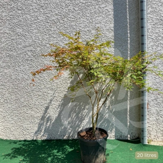 Acer palmatum 'Beni Maiko' - Érable du Japon