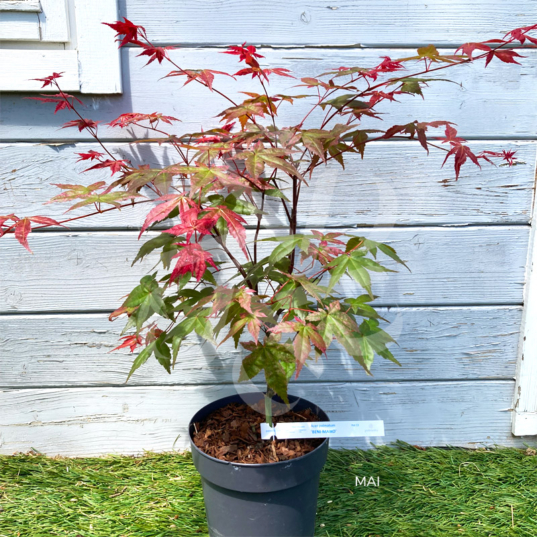 Acer palmatum 'Beni Maiko' - Érable du Japon