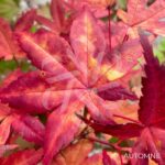 Acer palmatum 'Beni Maiko' - Érable du Japon